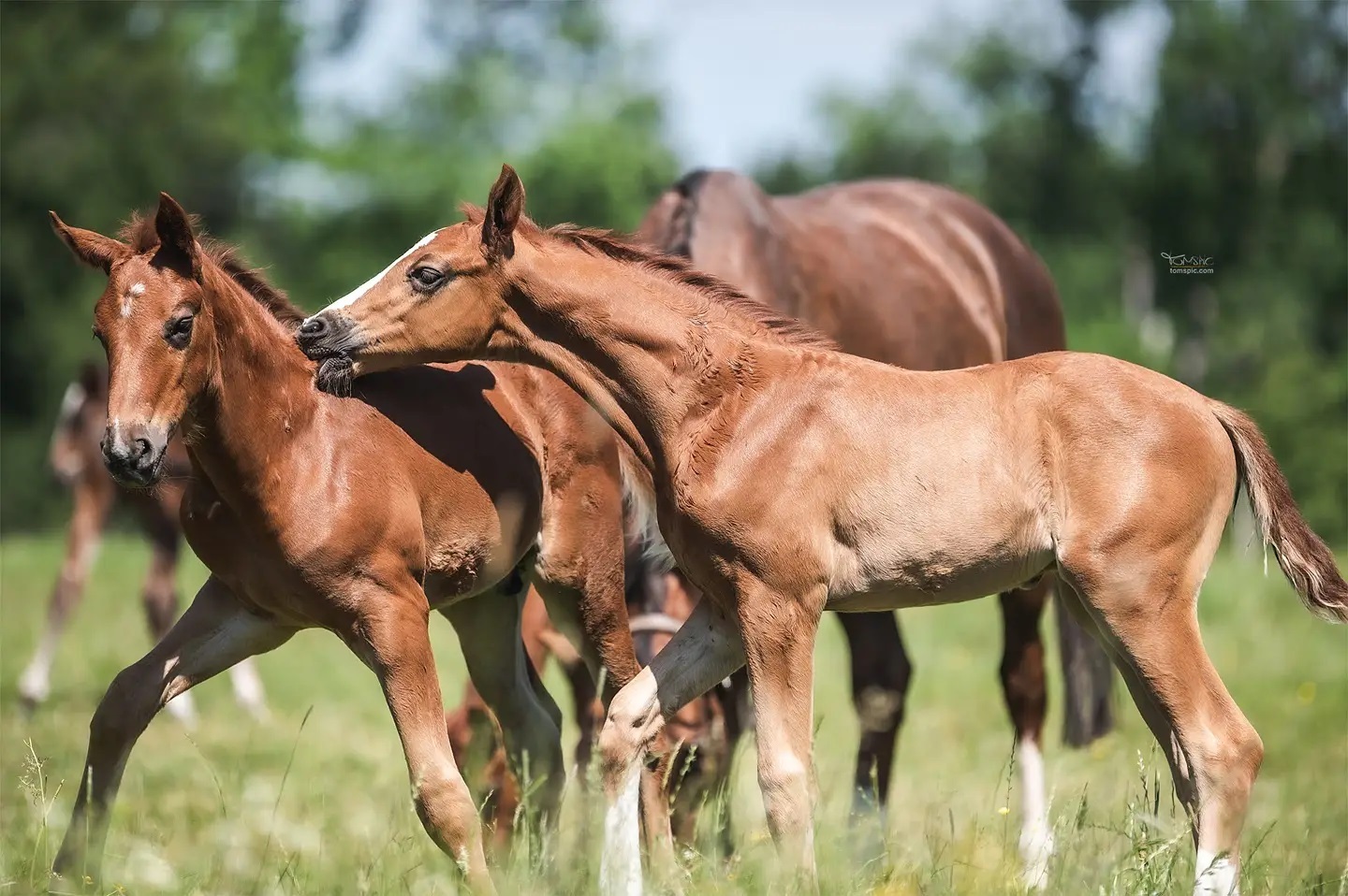 jumper foals For Sale 